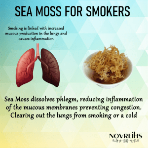Sea Moss for Smokers